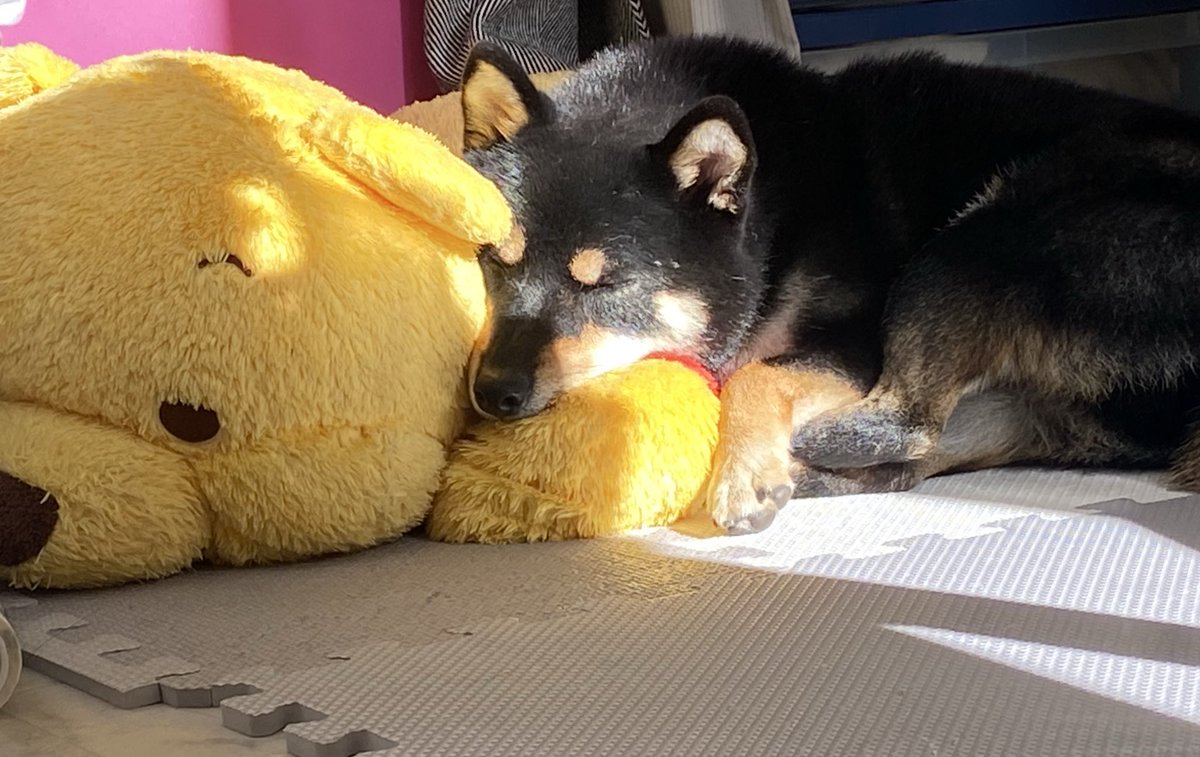 一緒にお昼寝タイム🐶💤💗