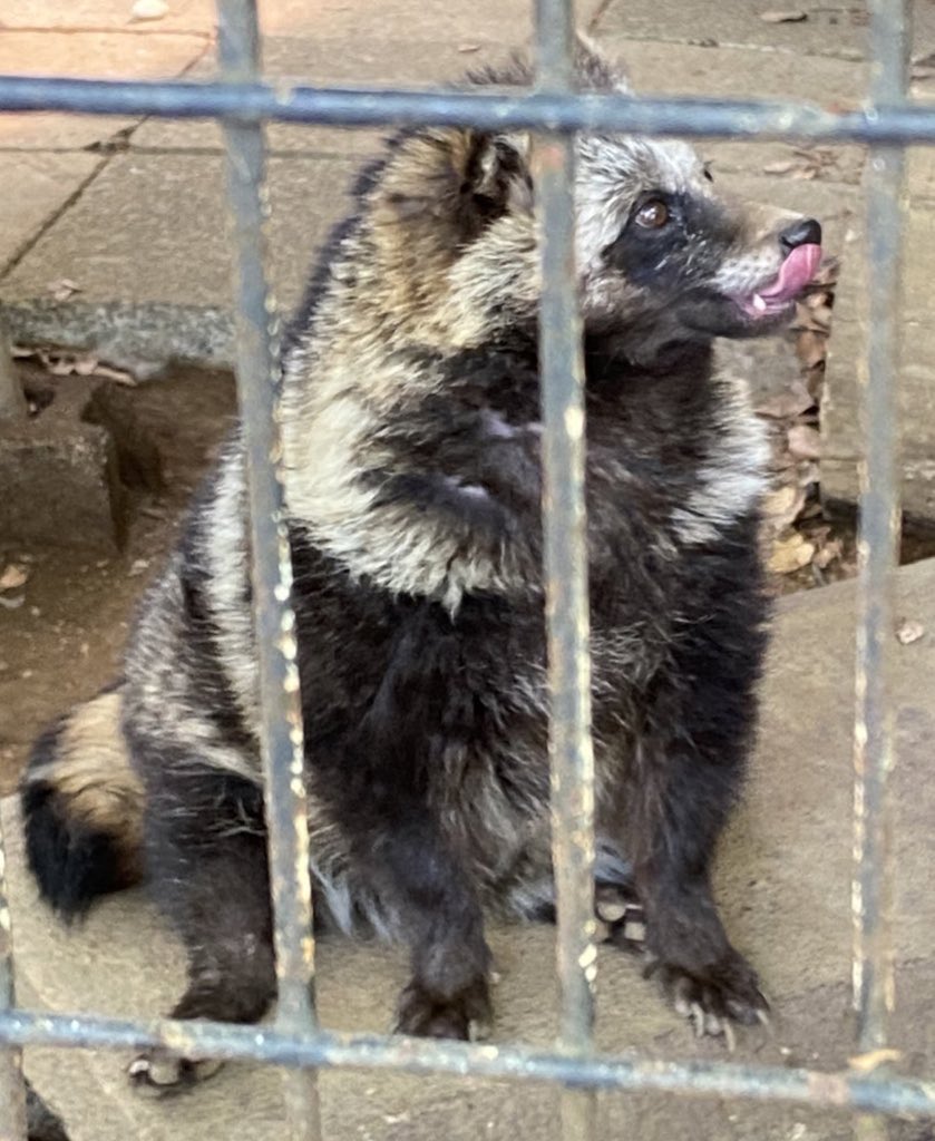 たぬきち🦋🌈 on X