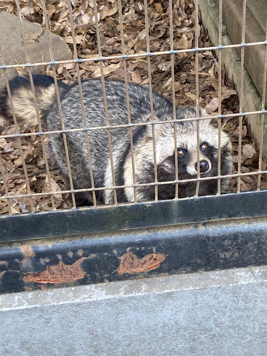 たぬきち🦋🌈 on X