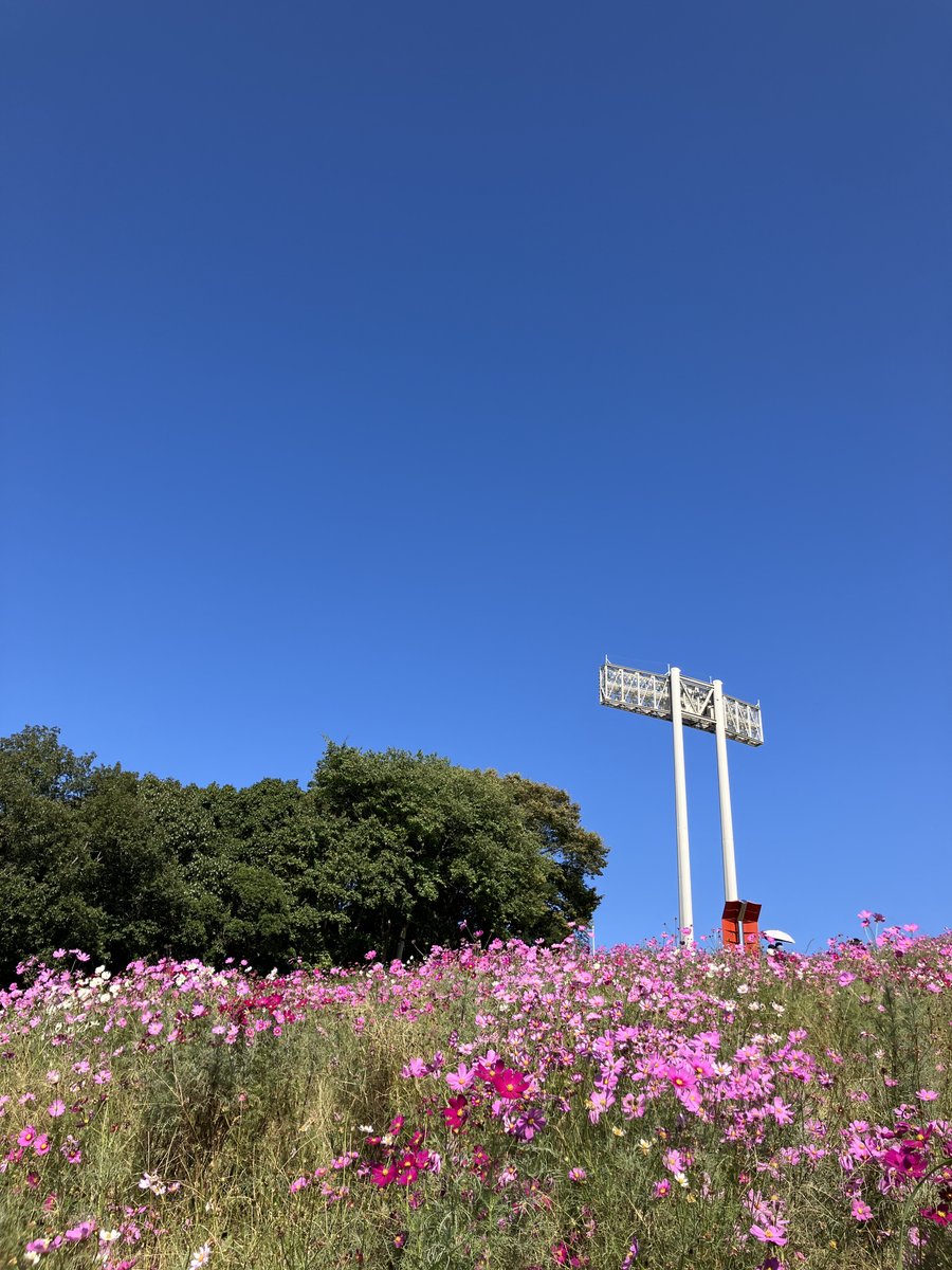 🌸本日のコスモスの丘の風景です🌸 コスモスがただいま見頃を迎えてい