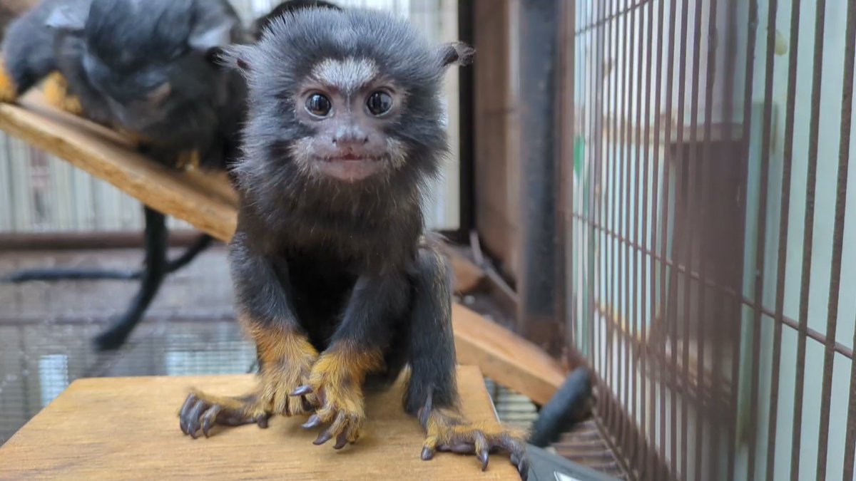 ichikawa_zoo's tweet image. アカテタマリンの赤ちゃん
お名前は『ヨンサマ』
性別が確認できましたのでご報告します
男の子です!
#市川市動植物園
#アカテタマリン
#ヨンサマ
#9月10日うまれ
#生後一ヶ月ちょっと
#バナナが好き
#市川ファン