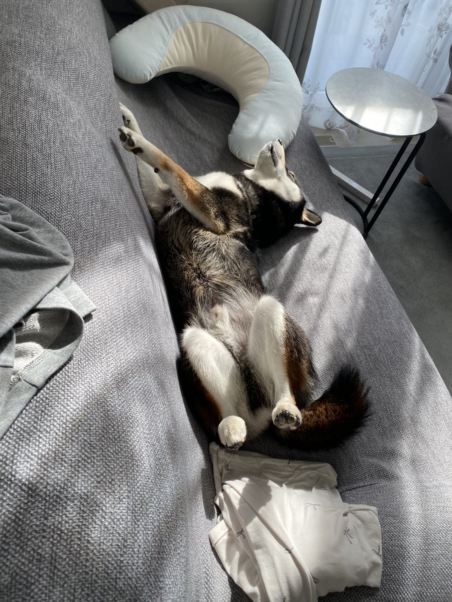 黒柴もち吉 (@MochiKuroshiba) / Posts / X