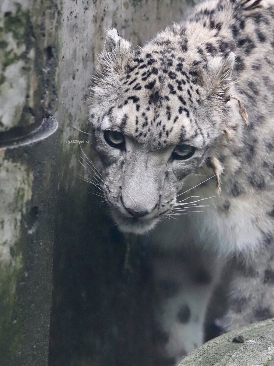 yuki1213yuki_xx's tweet image. #世界ユキヒョウの日   

世界中のユキヒョウたちが幸せに暮らし、
明るい未来でありますように✨

#ユキヒョウ  #snowleopard 
#いしかわ動物園
#スカイ♂#ジーマ♀#ヒメル♀