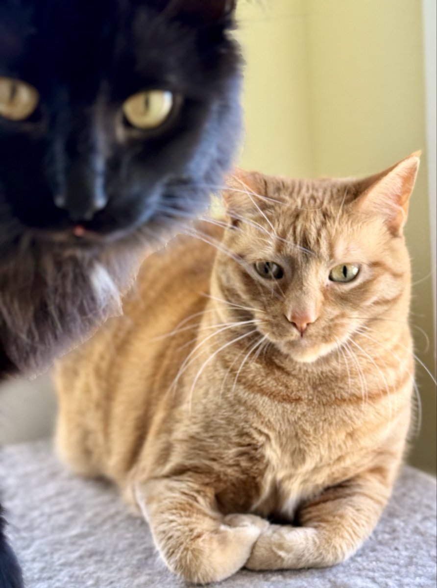 catnipaddicts's tweet image. We’ve been reviewing your performance, we’ve decided: more treats, less attitude. #OrangeOrBlackCatober