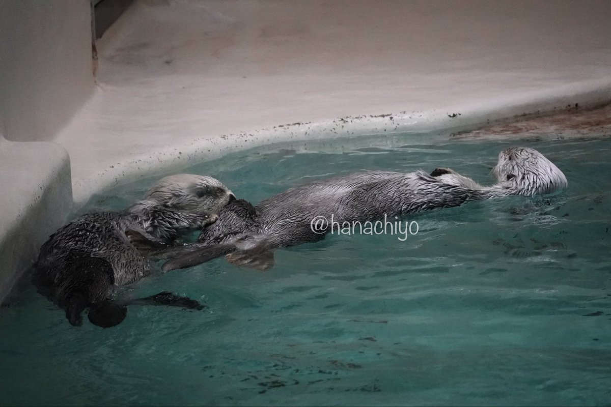 二羽の小鳥 0000000035102_xEQxviS.jpg