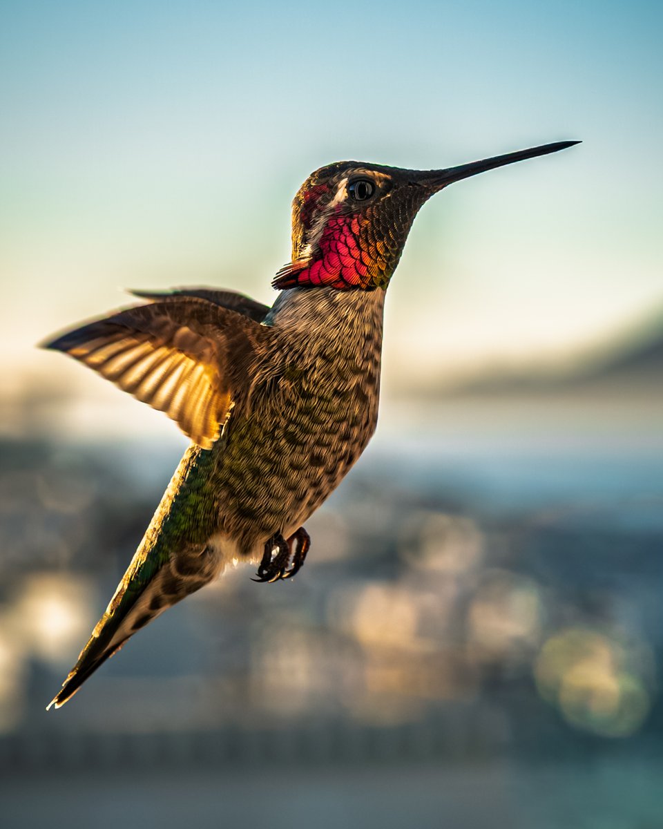 Stuart Berman tweet media