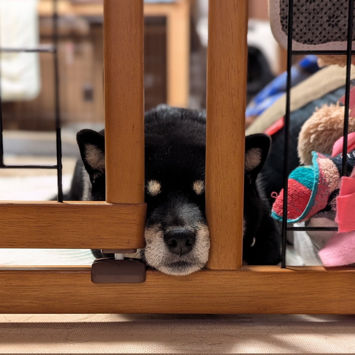 豆柴さくら🌸 (@mame_sakura0426) / Posts / X