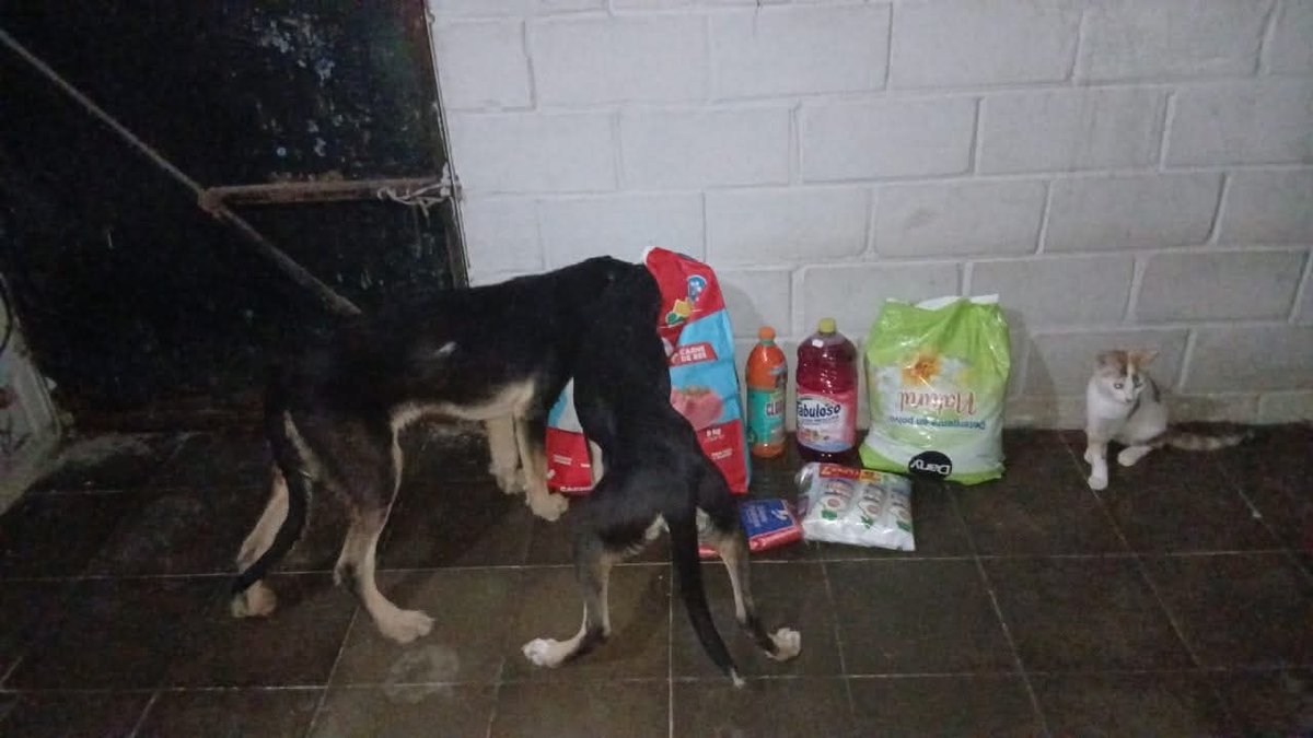 lyssitta's tweet photo. LOS NEGRITOS 🐕 🐕
Se tenía $32.41 aún de donación para ellos 🥹
De ahi se les compró
🐾Gotitas para los gases AERO OM $5.54
🐾Un saco pequeño de comida $14.92
🐾 Insumos de limpieza $ 12.22
Nos quedamos sin fondos para ellos 😔
Ya que siguen en temporal necesitamos cubrir sus necesidades
🐾 Dos saquitos más de comida (14.92 c/u)
🐾 Una bolsa pequeña de comida de perro adulto ya que se comieron la de BRISAS 😫 y hay que reponerla
🐾 Tenemos que reunir para hemograma y frotis de ambos pues hay que irkos preparando para esterelizar y castrar

Por favor nos ayuda 🙏🏻🙏🏻🙏🏻
La vez pasada alguien comentó que nadie los adoptaba por "feos" 💔
Ellos son lindos y merecen una familia , será que de verdad los ven feos? 😭
Formas de contactar para ayuda y adopción : DM y WhatsApp +503 7754 4901 con Lys