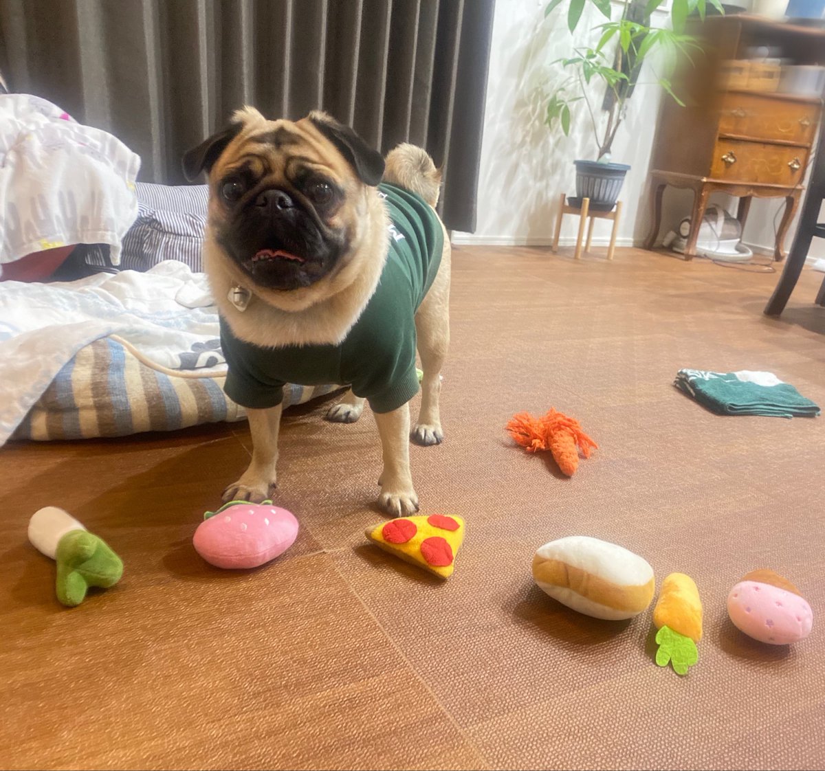 パグのぱぴぷぺ、パポ！ (@papo0424) / Posts / X