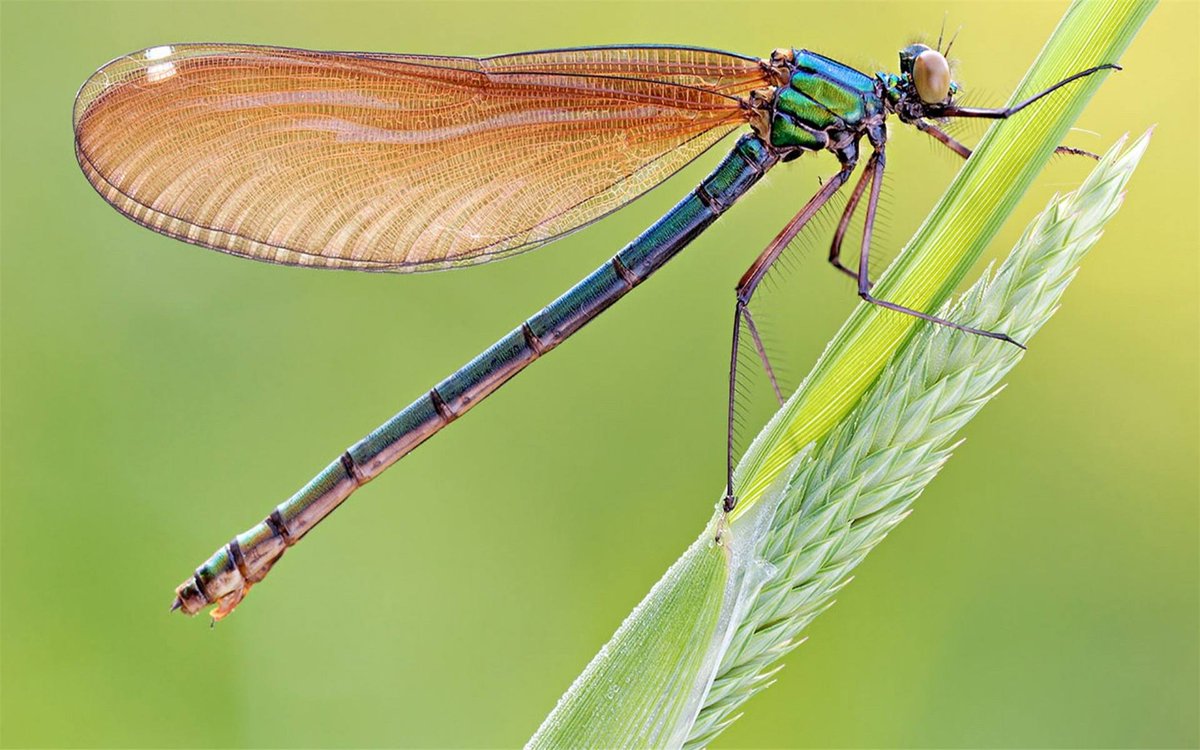 BooteArbor's tweet photo. Dragonflies are agile fliers, while damselflies have a weaker, fluttery flight. Dragonflies make use of motion camouflage when attacking prey or rivals. https://t.co/ts1Izi4JUs