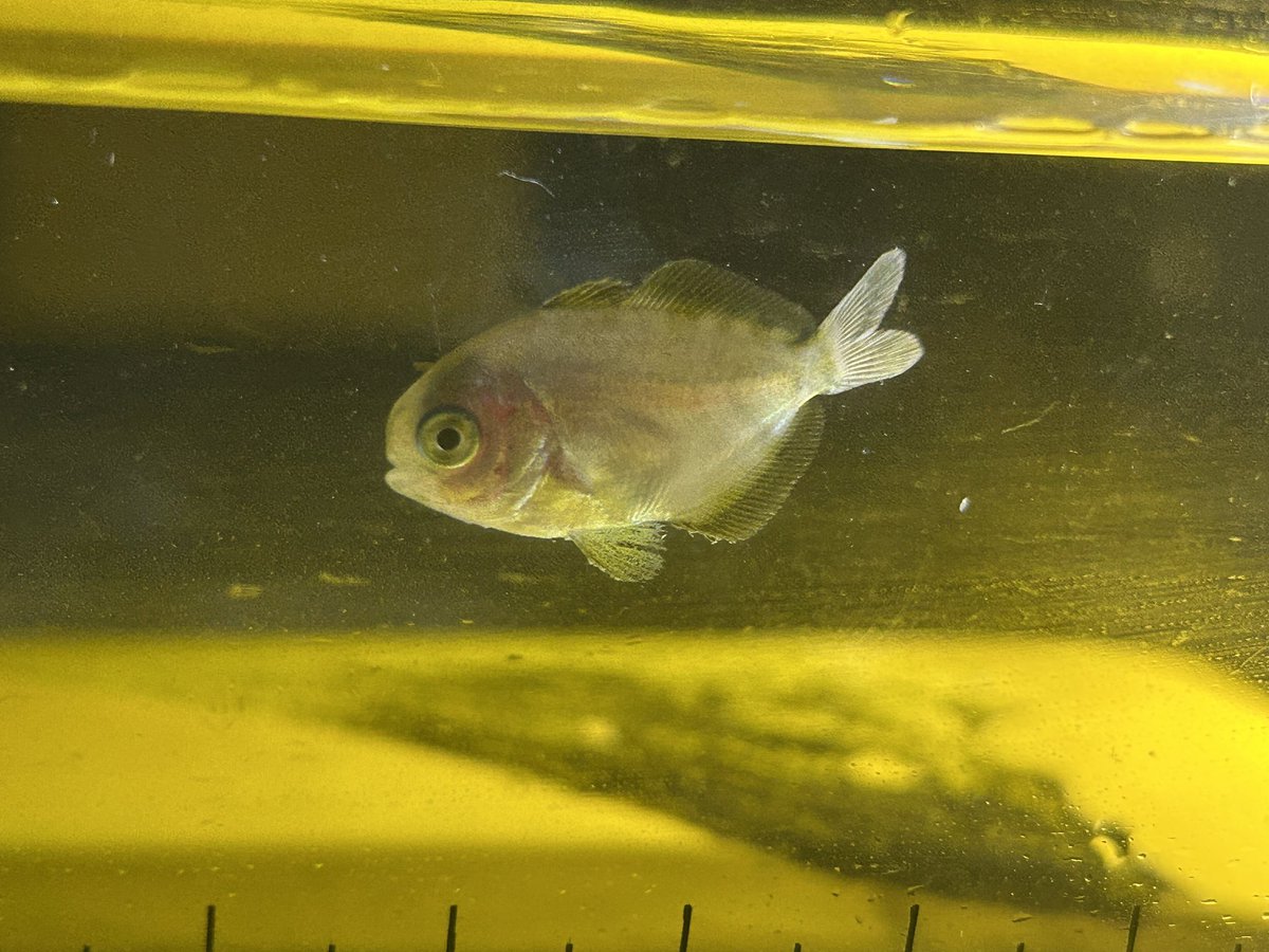 マキリ 鞘 龍魚 化け鯉 登竜門 もみじ 定置網 漁業 アイヌ マキリ 鞘 龍魚 化け鯉 登竜門 もみじ 定置網 漁業 アイヌ