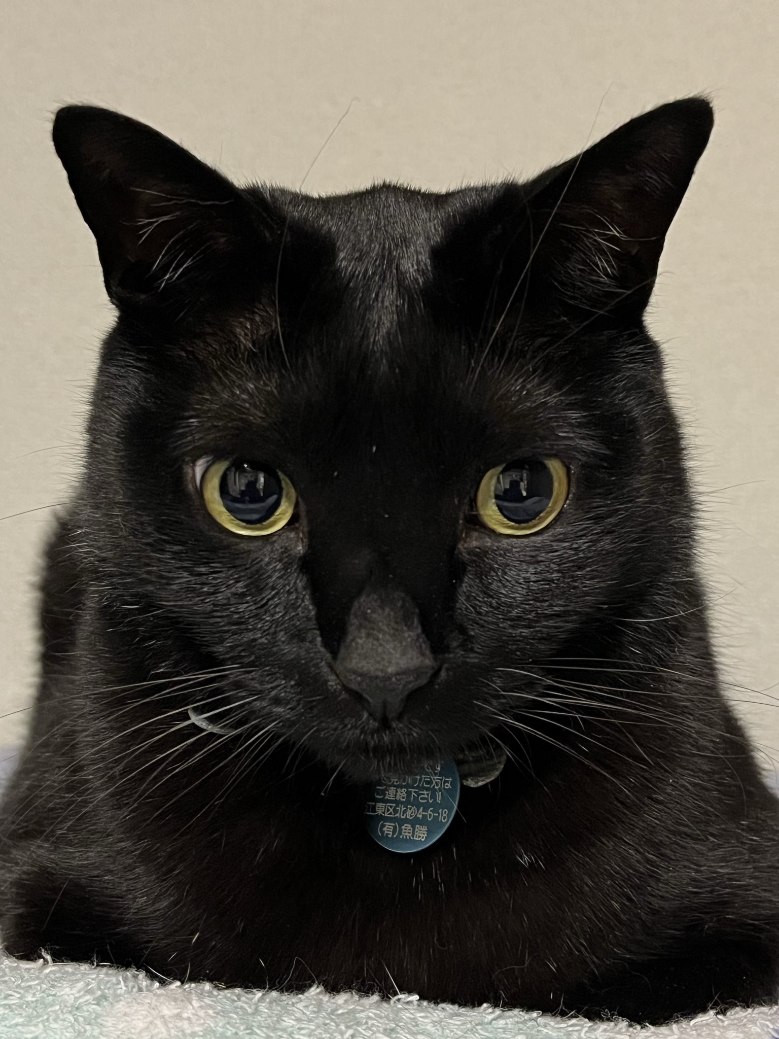 ねこくろ 砂町銀座 魚勝 on X: 