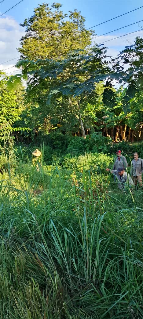 Yolexy8's tweet image. Desde la Circunscripción 42, Managua, en #Manatí, se trabaja en la chapea y mejoramiento de la jardinería en la carretera que da acceso al municipio. #Cuba, #PoderPopular, #AsambleaManatí, #RevoluciónCubana, @LorenzoOsbel , @YelenysLasTunas .