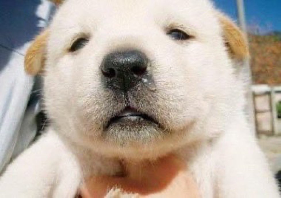 뭐가 진짜 강아지인지 모르겠어