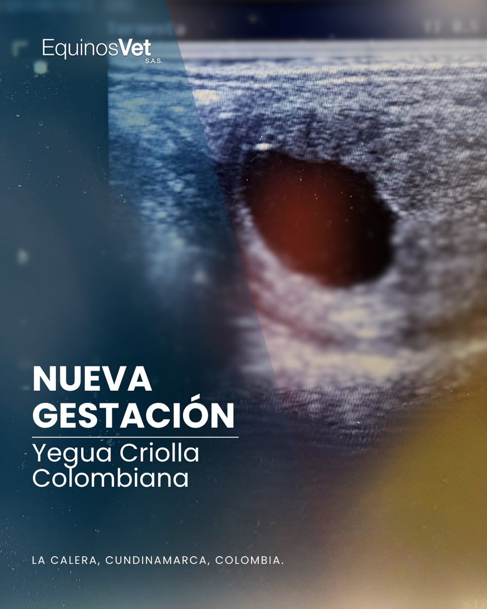 ♥️ ¡Cada gestación nos recuerda por qué amamos lo que hacemos!

🎉 Celebramos dos nuevas gestaciones, fruto de la dedicación, el esfuerzo y la pasión que nos impulsa cada día.

🐎 Seguimos materializando sueños en #LaCalera y #Guatavita.