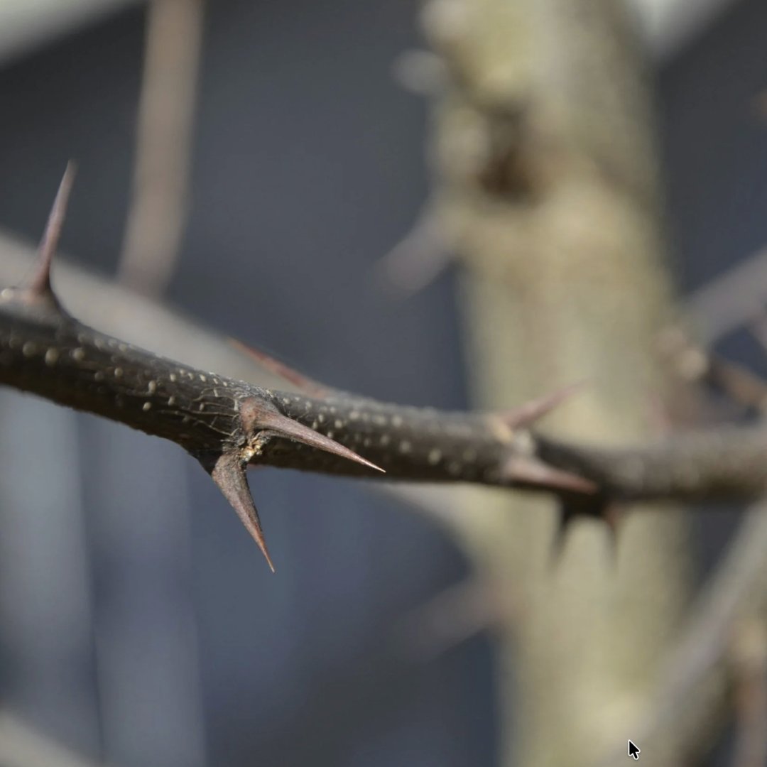 🔥 Why Paul’s ‘Thorn in the Flesh’ Was Not a Sickness!

God doesn’t leave you sick to somehow improve your character. 

Read about the correct exegesis of 2 Corinthians 12:7 &amp; the spiritual warfare theme.

This might change your theology!

FULL POST: 
dandelionresourcing.com/newsletter/tho…