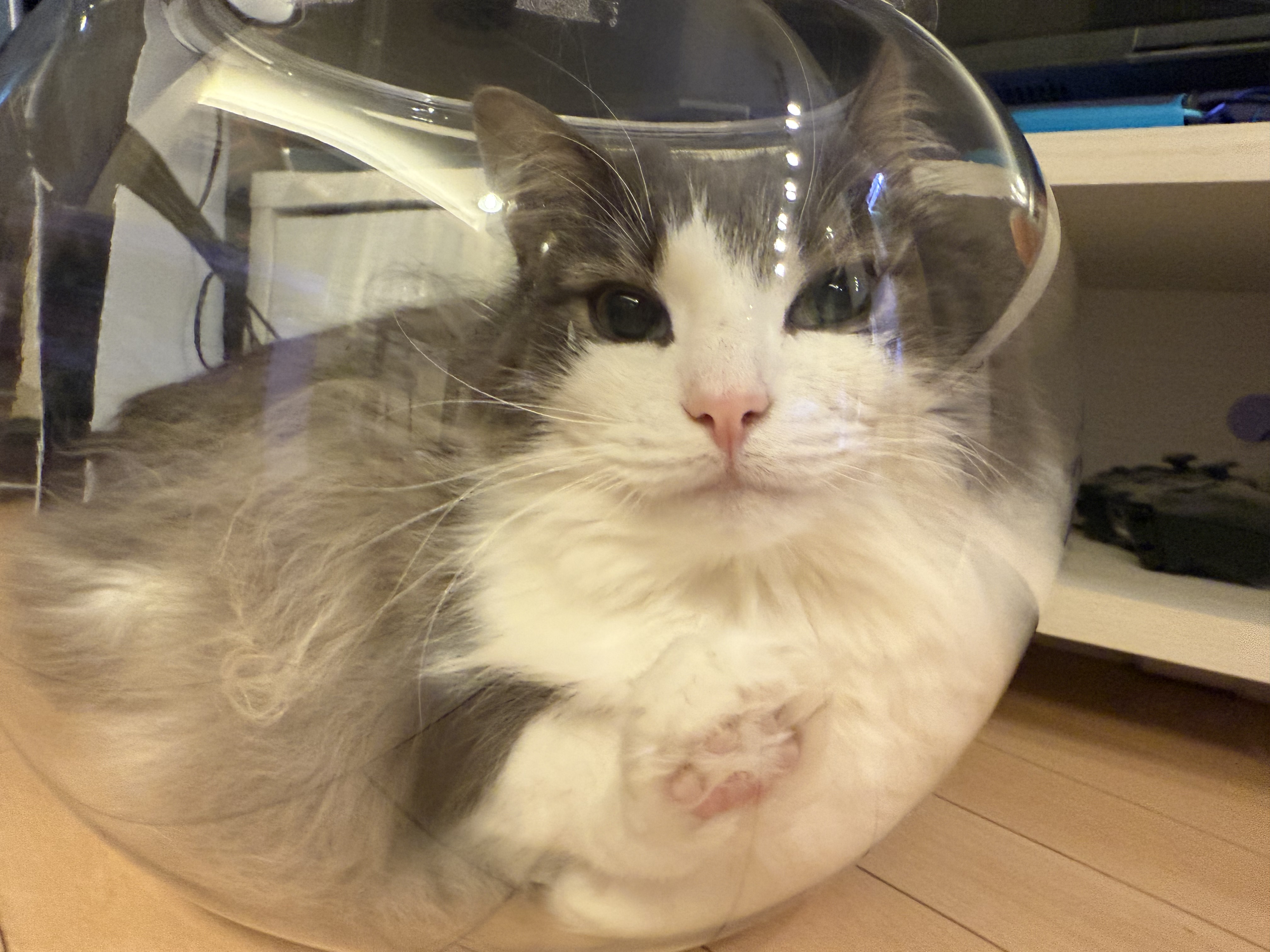 直哉 (@nyaoya__x) / X