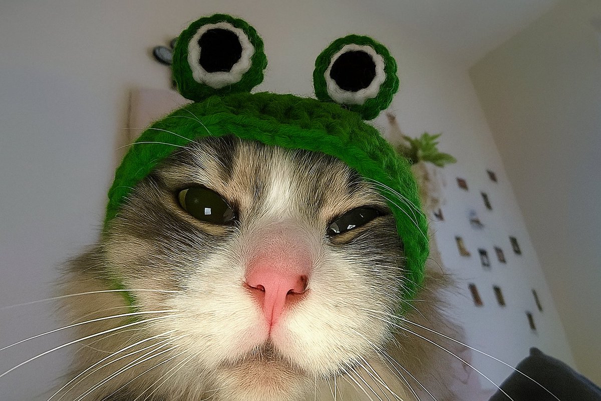 Officially launched after a very long time of getting things prepared! LETS GROW THIS 🐈