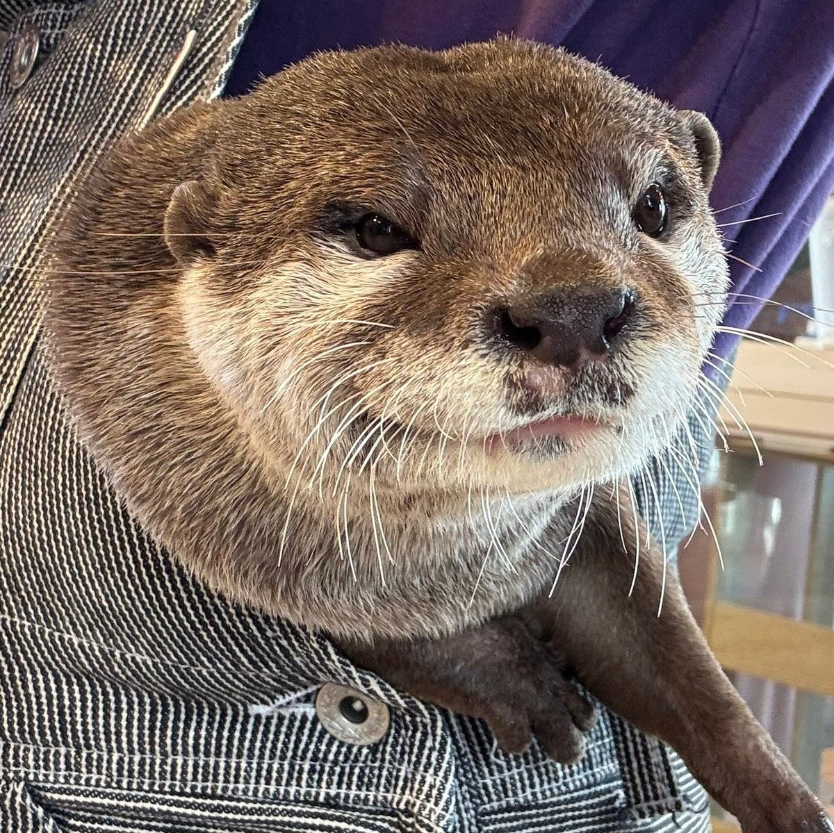 shotaro as otters 🦦 (@shotaroasotter) on Twitter photo 