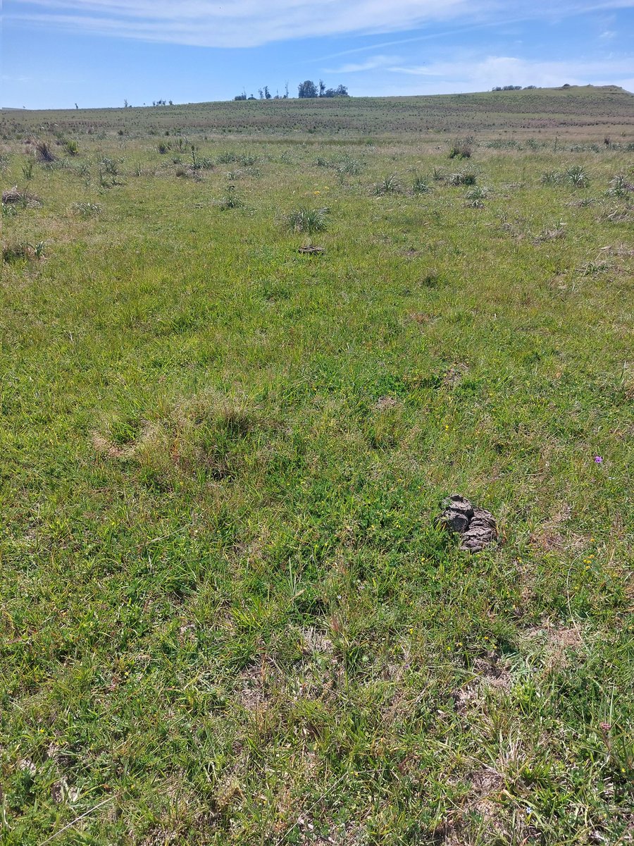 Mejoramiento de campo natural, con poca inversión, duplicas producción. Porqué no se hace más en Uruguay? INIA Basalto en el noreste de Durazno <a href="/INIA_UY/">INIA URUGUAY</a> <a href="/PGGWrightson_UY/">PGG Wrightson Seeds Uruguay</a>