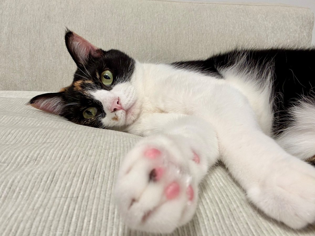 どしたん？腕枕しよか？

#腕枕猫シャチ
