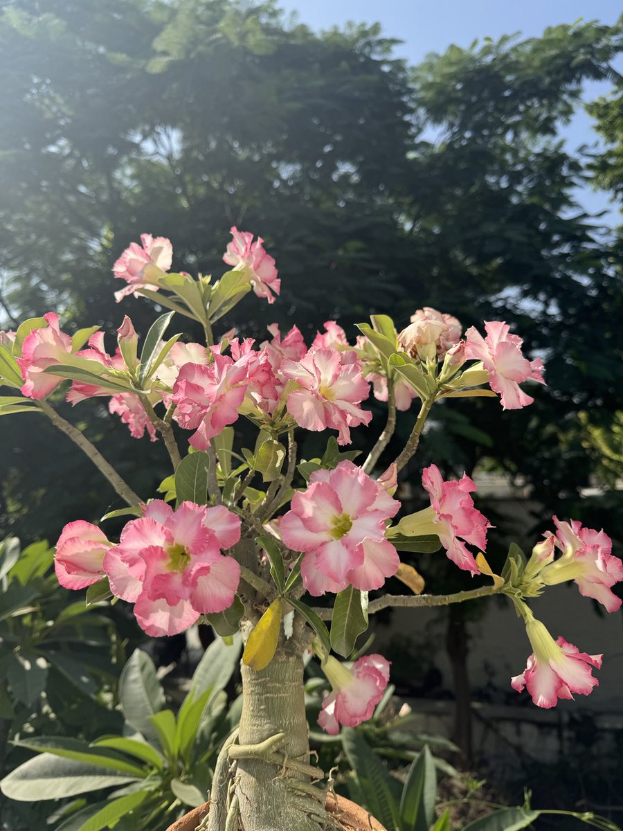 rahulprakashIPS's tweet image. Good morning 😊