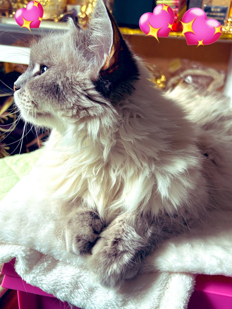 プカプカ猫　in　sky SSR♡ on X