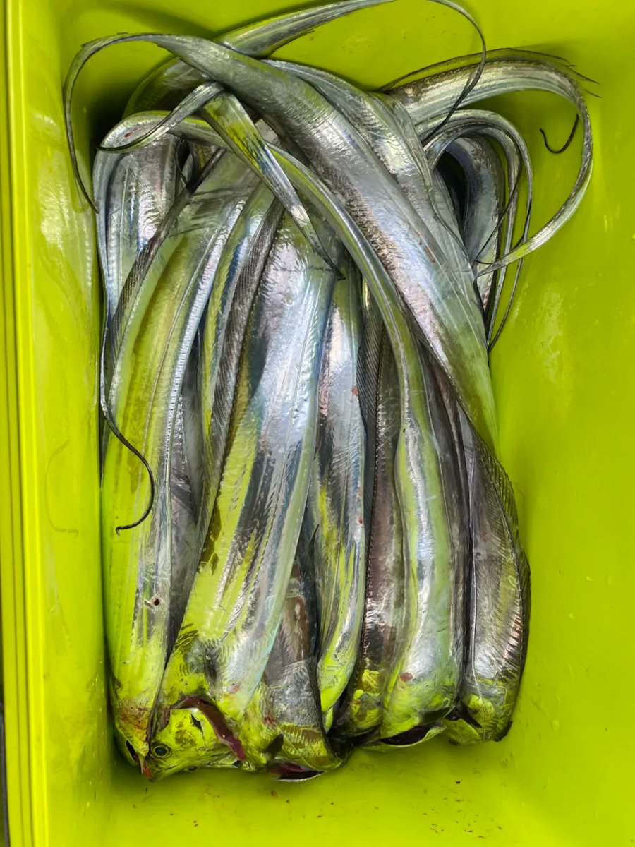 さかなです さかなです さかなです さかな ZX太刀魚 | 株式会社ベイシック