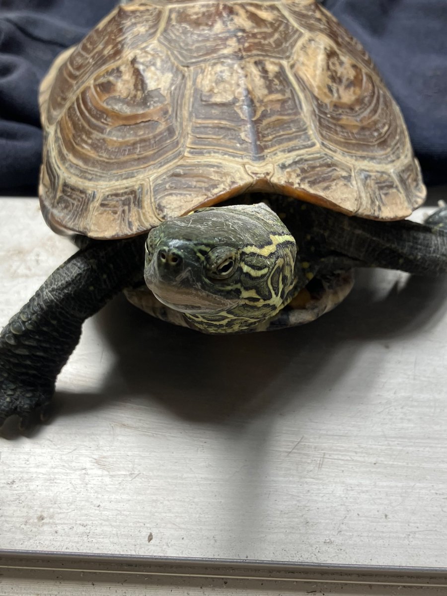 亀さん おっちゃん（亀✩仙人)( 亀ちゃん ） on X