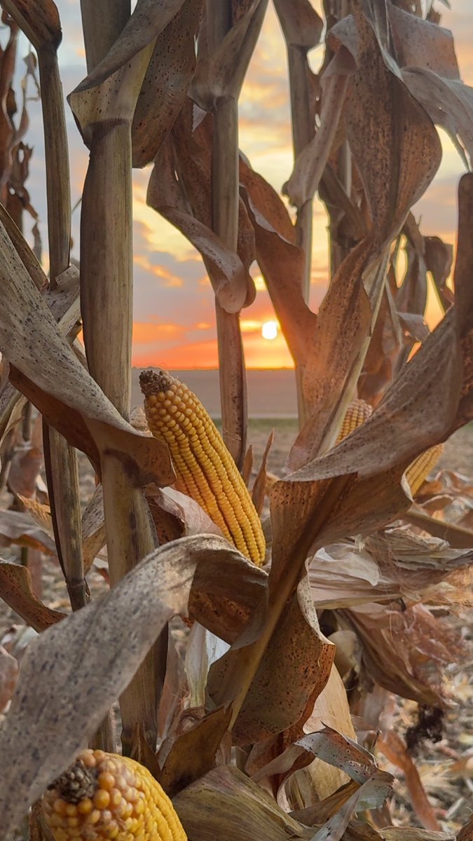 Brandon Hall tweet media