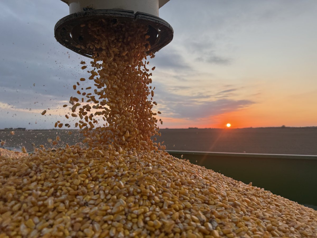 Brandon Hall tweet media