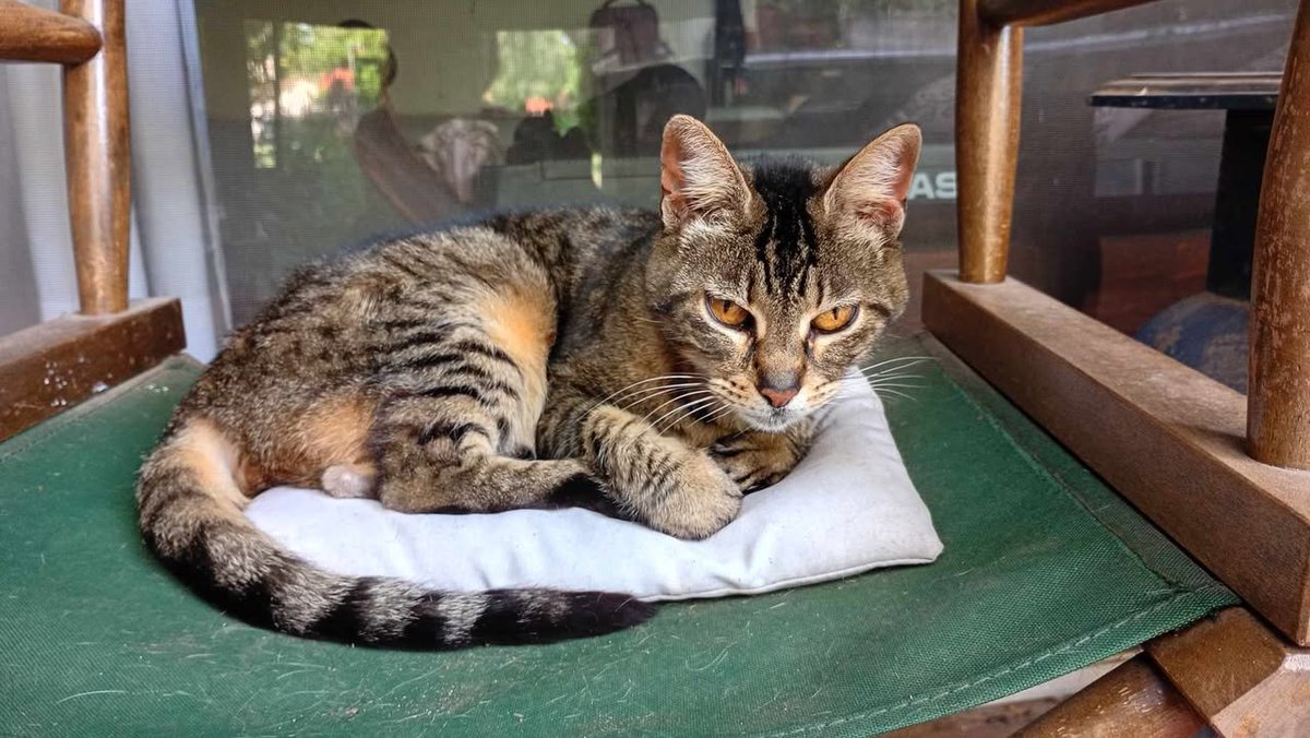 GATITA EN ADOPCION EN DEL VISO
Gatita castrada, apareció hace dos años y un vecino la castro, es jovencita. Ahora el vecino se murió y ella está en la calle. Necesita un hogar.
Ale 1154674679
#GatitosenadopciondefansZONANORTE
