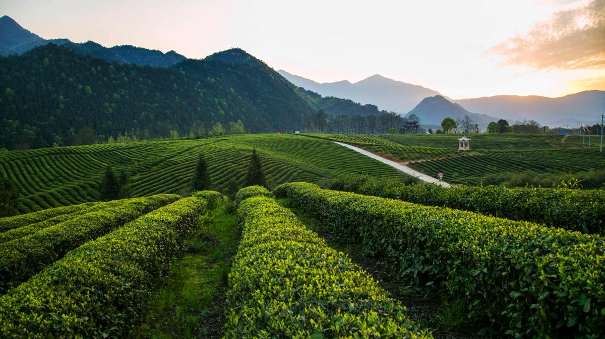 PoeticJiujiang's tweet image. #Exploring China #Culture of Jiujiang China&apos;s tea culture has a long history and has always been a characteristic product favored by many foreign tourists. There is a type of tea in Xiushui, Jiujiang, Jiangxi, which is renowned both at home and abroad. Xiushui was formerly known…