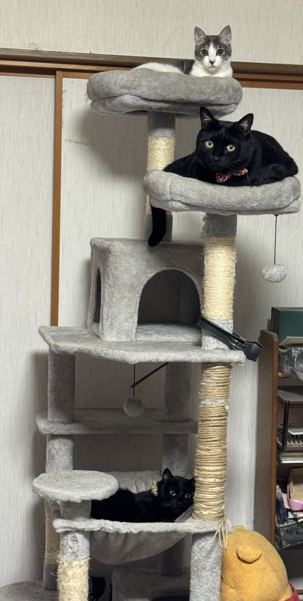 目力つよつよ🐈‍⬛🐈‍⬛🐈
 #保護猫