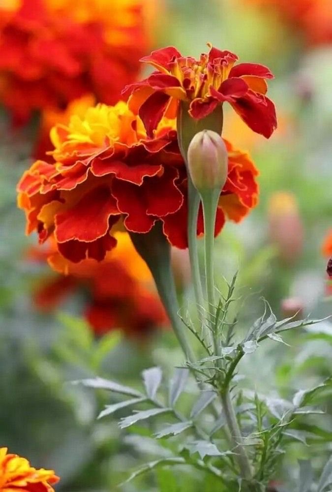 🧡ꔛ ❁⃘*.ﾟ 

   Kindness flourishes
         where there is heart

🍁🍁________________  🍁🍁
           𝒢𝑜𝑜𝒹 ℳ𝑜𝓇𝓃𝒾𝓃𝑔