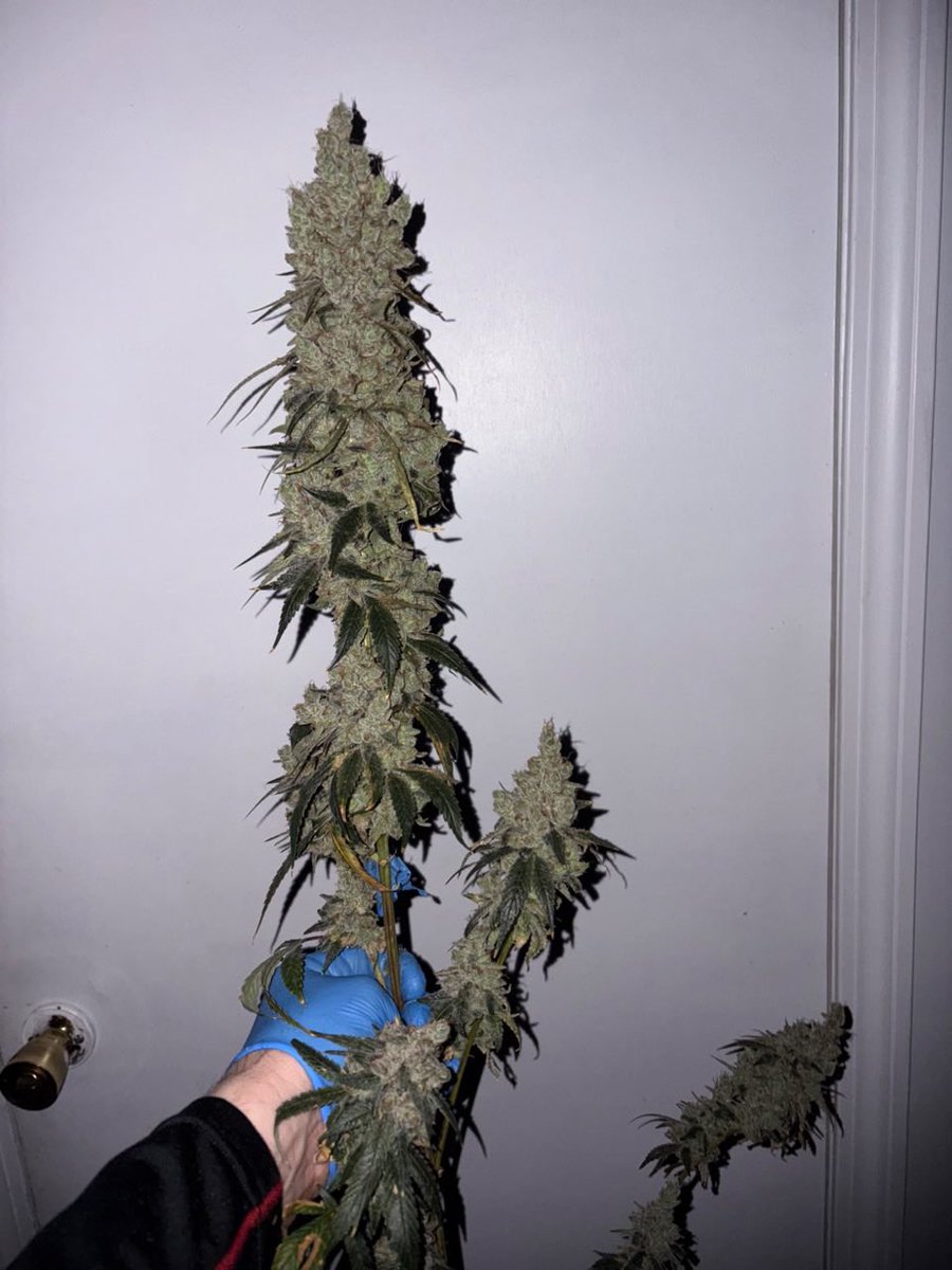 CookiesSmacker1's tweet image. Lemonhead Delight 🤢👿