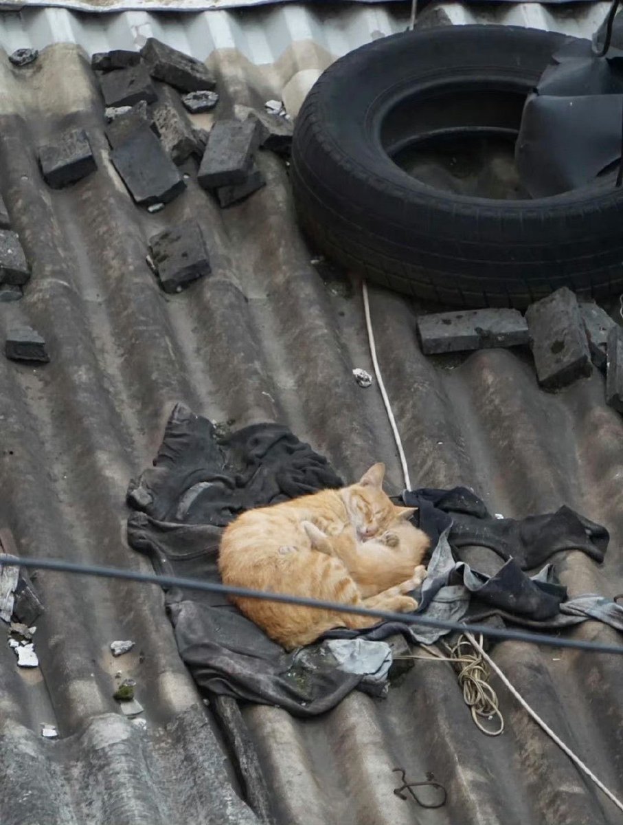 No Cats No Life tweet media