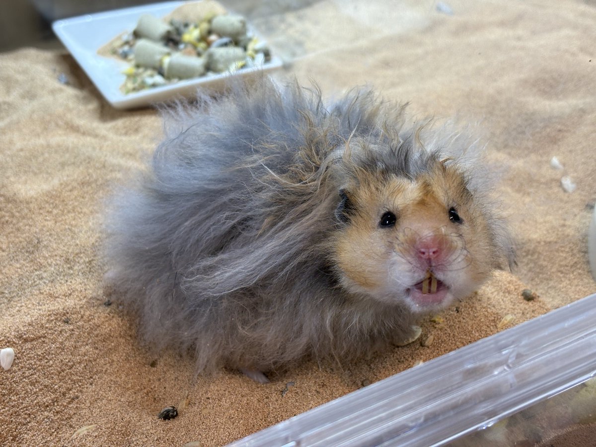 この子の家族決まりました👏