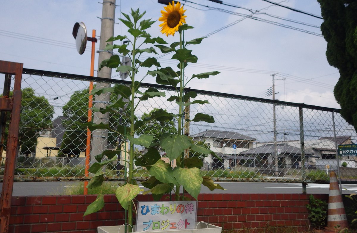 【交通事故死ゼロの思いを繋ぐ #ひまわりの絆 プロジェクト　高砂署】明石署から譲り受けた種から季節を大きく外れたにもかかわらず大輪の花をさかせてくれましました。命の大切さを考えるきっかけになればと願います。交通事故から命を守ろう！