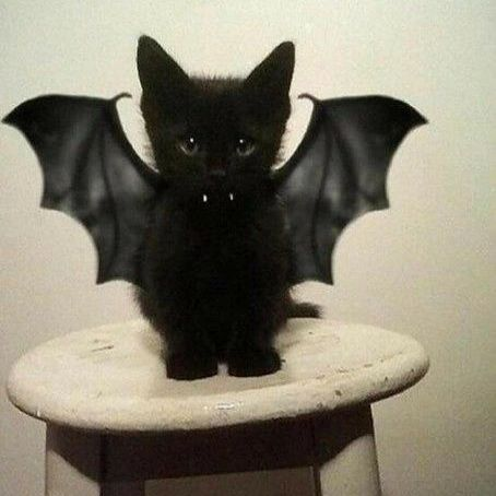 PunchingCat's tweet photo. https://t.co/eY9PnuTByQ