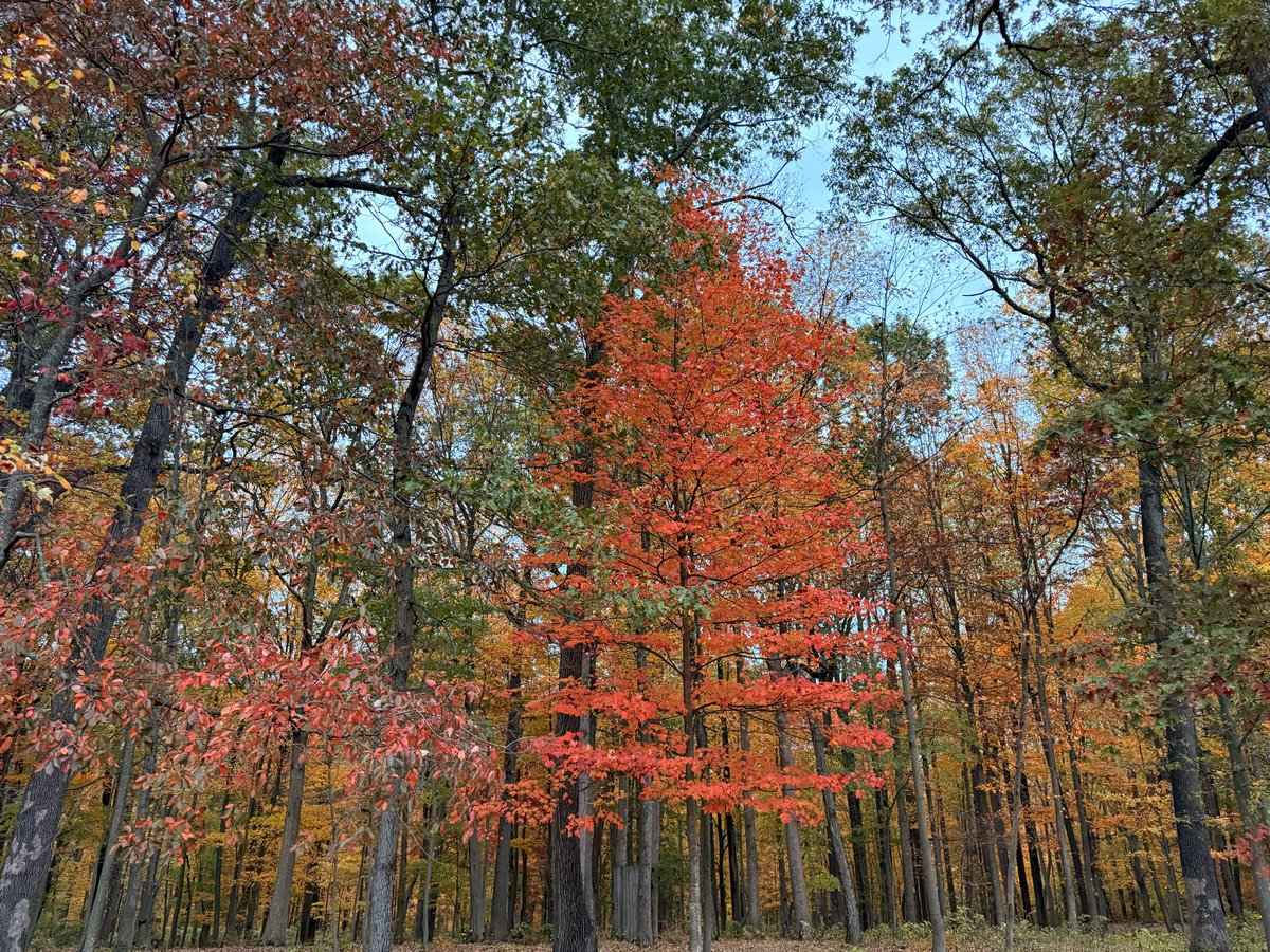 Naftali Kaminski tweet media