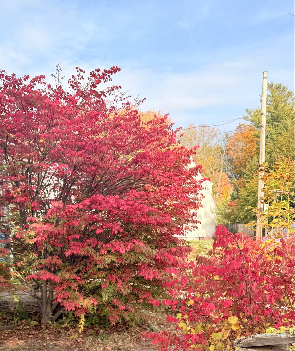 Naftali Kaminski tweet media