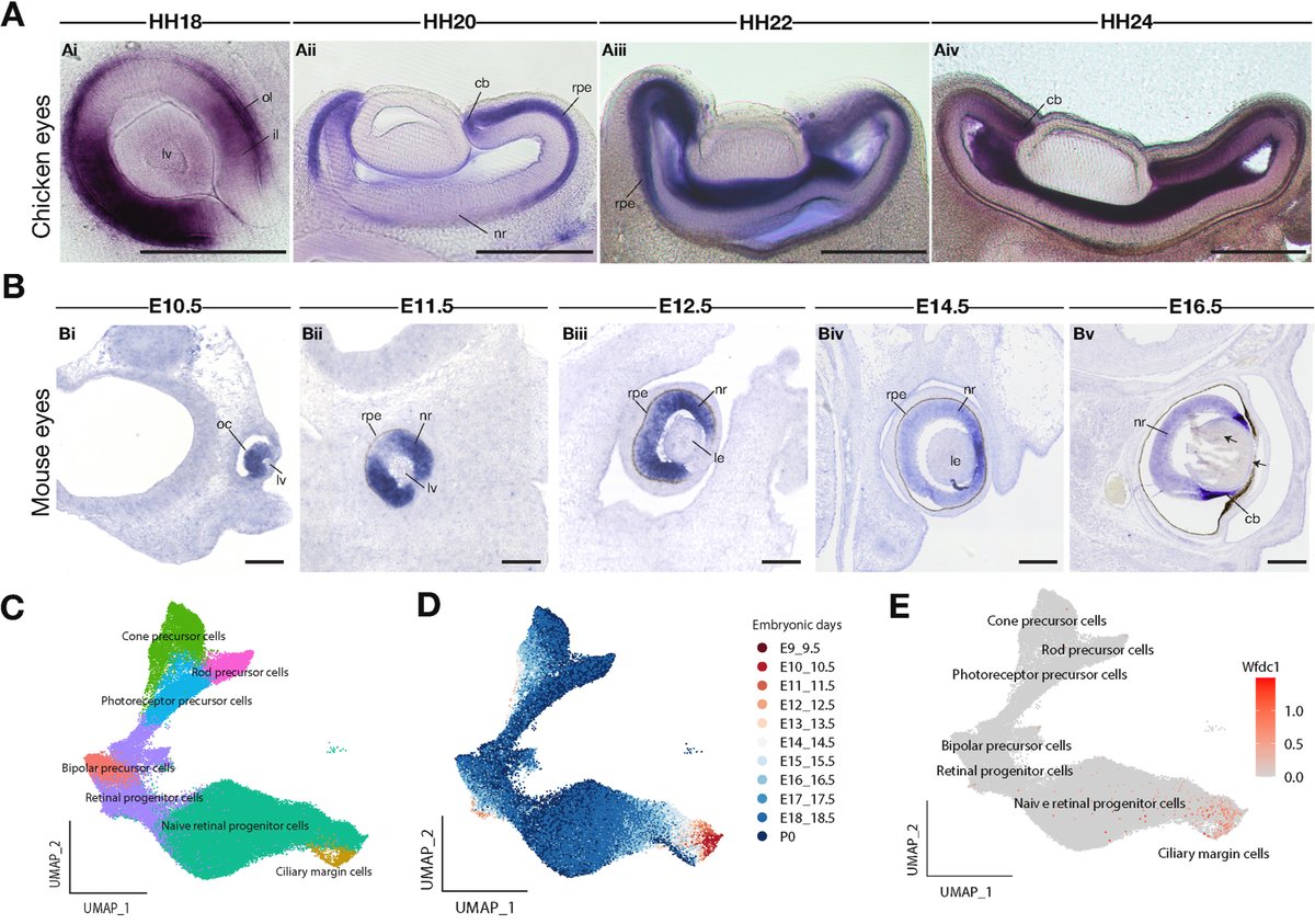Dev_Bio_Journal's tweet image. #DBfeature 🐣
The chicken embryo brings new insights into the tissue specific evolutionary role of WFDC1 during amniote development
By T Metzker-Pinto et al., and LE Alvares
tinyurl.com/3abhm3d5
#SpecialIssue on Avian model systems