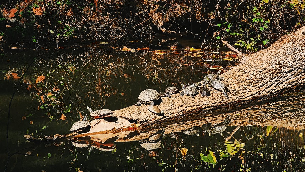 ramiplss's tweet image. Can't believe I hadn't gone on this walk yet when it's so close. So many turtles