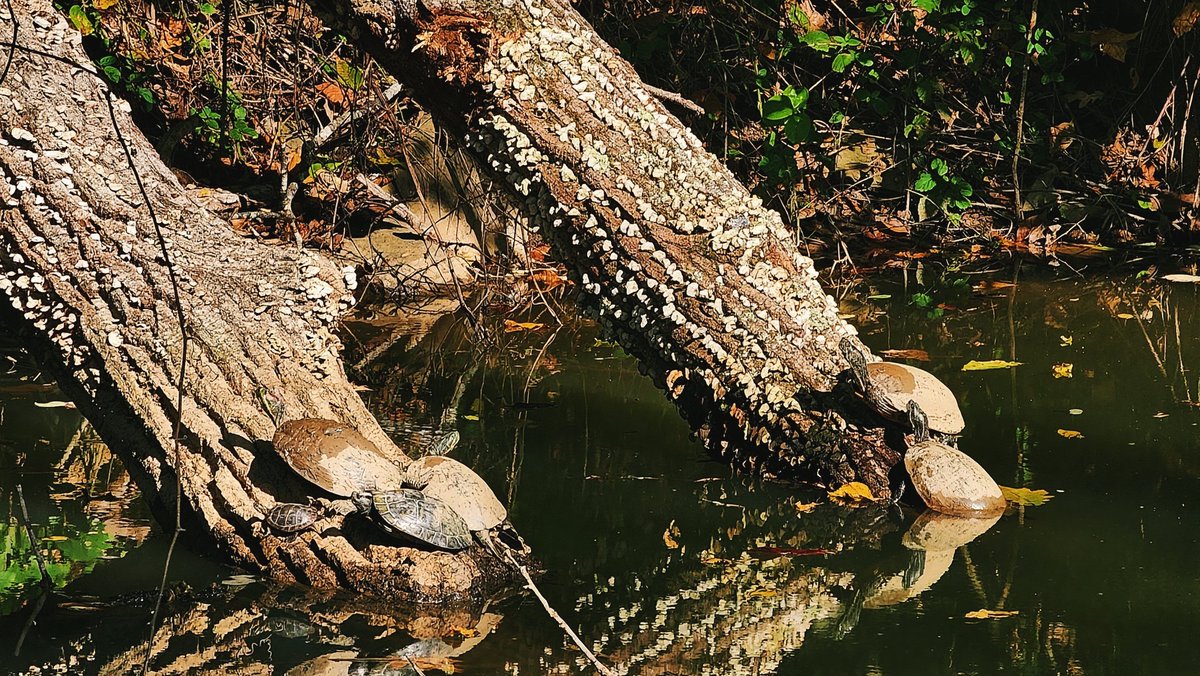 ramiplss's tweet image. Can't believe I hadn't gone on this walk yet when it's so close. So many turtles