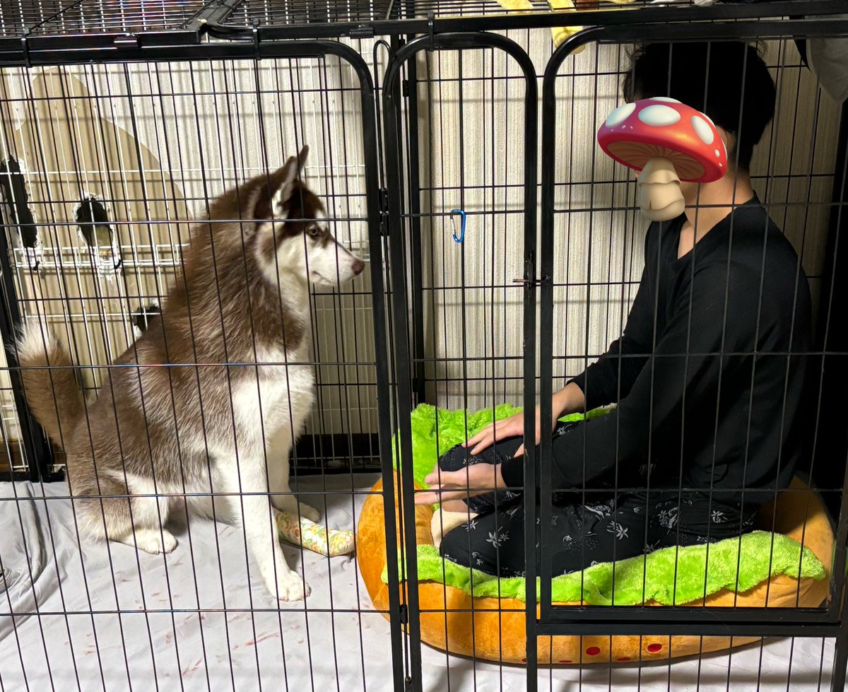 fukumaru_buna's tweet image. 新しいベッドの使い方がわからない犬に
使い方をﾚｸﾁｬｰする男。(実践)

        ＼ﾅﾙﾎﾄﾞﾈｰ。／