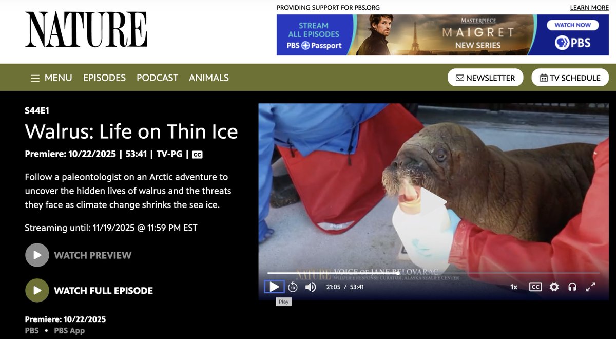 This was amazing! ⭐️⭐️⭐️⭐️⭐️Uki, the little walrus rescued by the Alaska SeaLife Center last year and featured in the documentary, was the inspiration for my current middle grade WIP (which I am very close to querying! 🥳)

#amwriting
