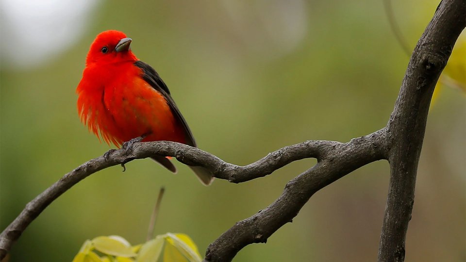 ProperGuide's tweet image. How AI can take your birdwatching to the next level - devicedaily.com/pin/how-ai-can… #content