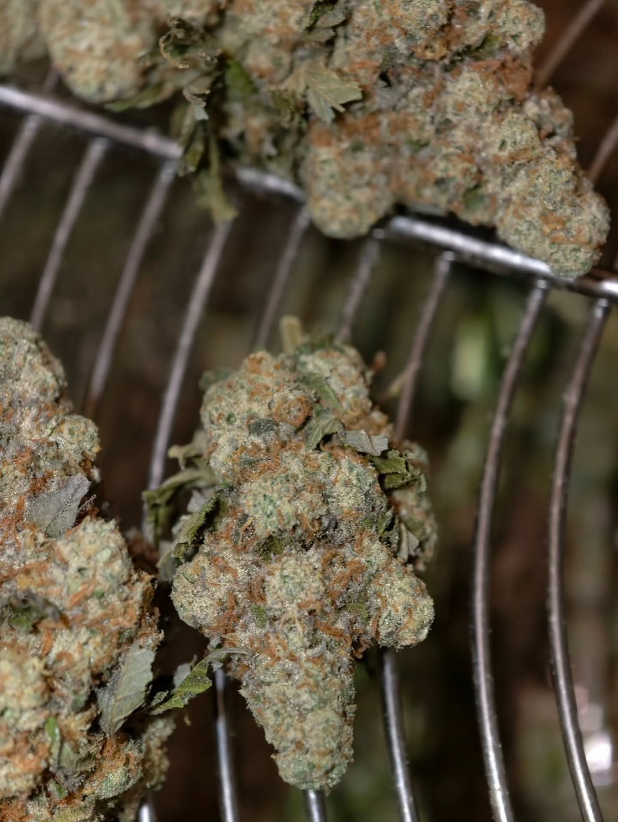 Restocktation's tweet image. Well that's the Chemonologist by littlelakevalleyseed_co all dry and trimmed and I have to say, she is looking lovely!! Probably the most photogenic buds I've grown!!