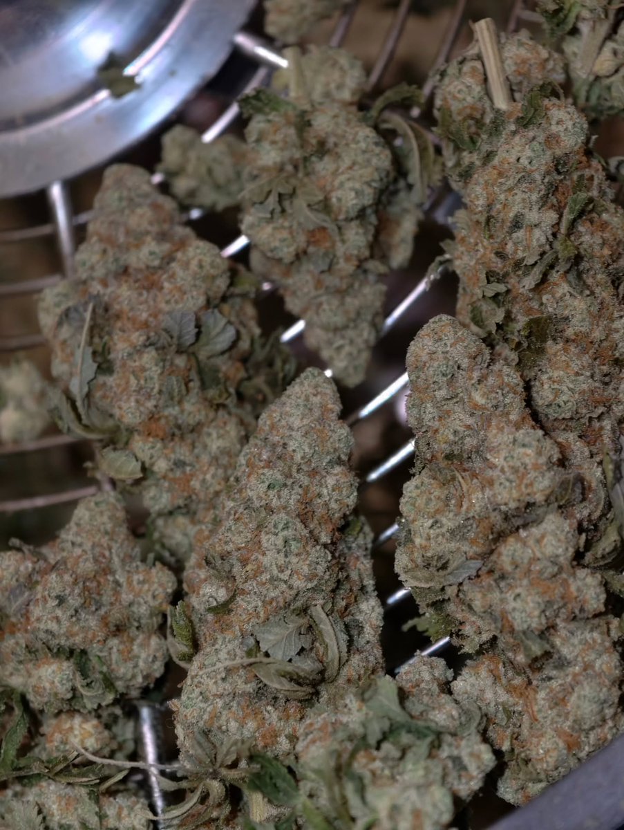 Restocktation's tweet image. Well that's the Chemonologist by littlelakevalleyseed_co all dry and trimmed and I have to say, she is looking lovely!! Probably the most photogenic buds I've grown!!